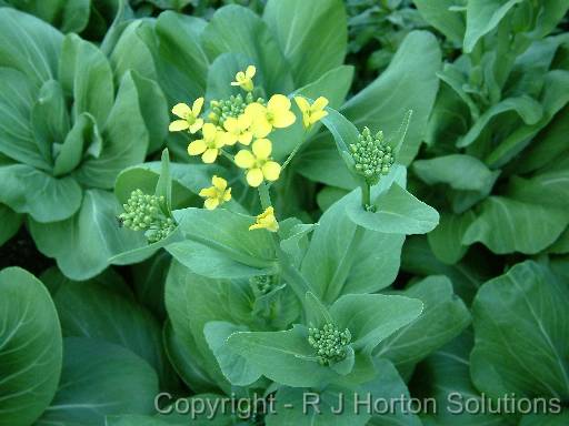 Pak Choy flowers_2 